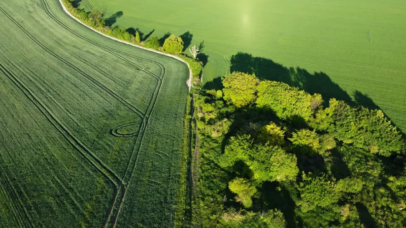 The Debt Markets Cannot See the Forest: Biodiversity Risk and the Coming Credit Repricing